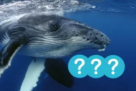 Analiz Şirketine Göre Bu Altcoinde Balina Hareketliliği Var!