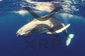 Balinalar XRP Biriktiriyor! Ünlü Avukat ‘Sıfır Şüphe’ Dedi