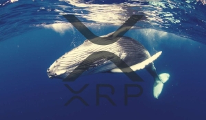 Balinalar XRP Biriktiriyor! Ünlü Avukat ‘Sıfır Şüphe’ Dedi