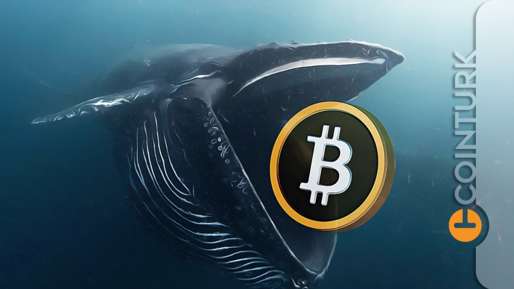 Beklenen Oldu! Balinalar Harekete Geçti! Aldıkları Bitcoin Miktarına İnanamayacaksınız!