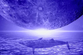 ‘Büyük Haber’ Etkisiyle Balinalar Bu Altcoin’e Akın Etti!