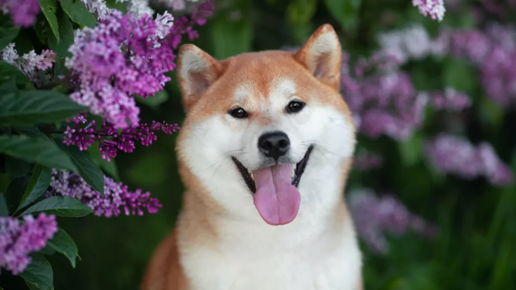 Shiba Inu Gizemli Tweet Attı: 7 Önemli SHIB Haberi Var!