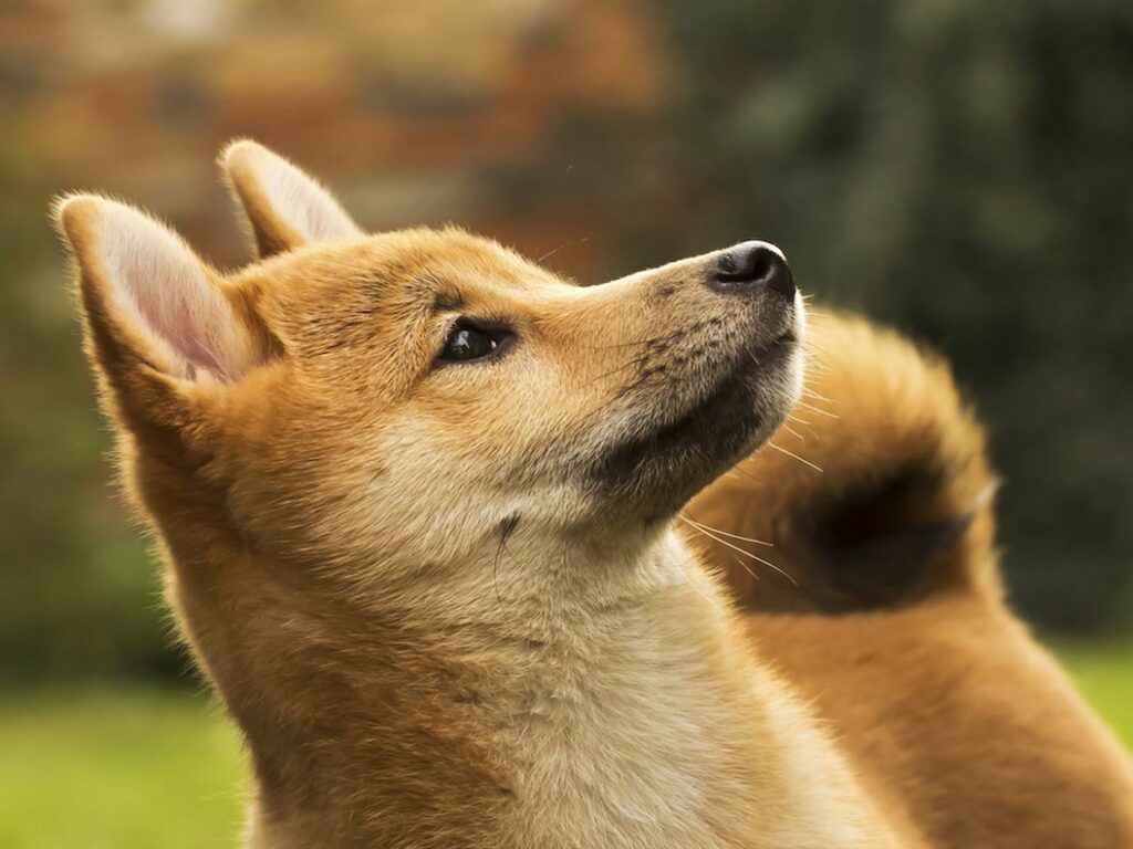 DOGE Değil, Bu Meme Coin Yok Sattı