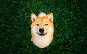 Dünyaca Ünlü Şirketten Tahmin: DOGE Satma Zamanı mı?