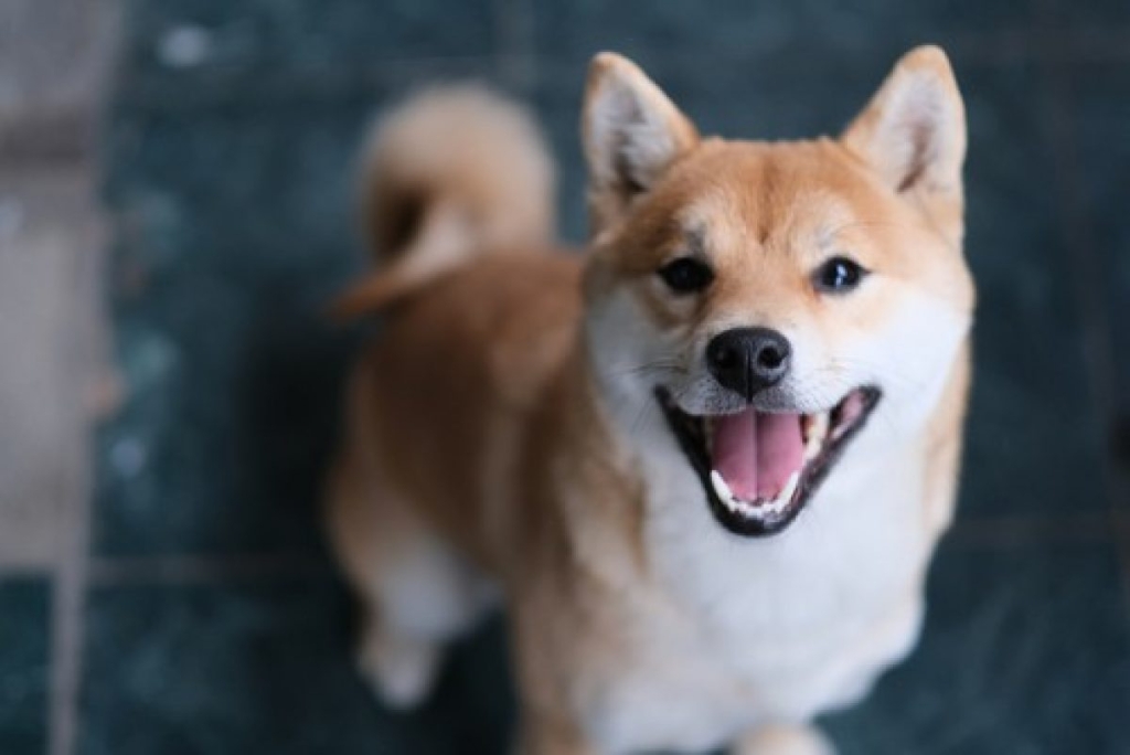 Gözler Bu Gelişmede: Shiba Inu Fiyatını Uçurabilir!