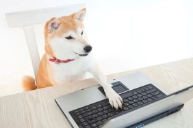 Kripto Köpek Kulübesinde Olabilir, Ancak Bu Meme Coin Değil!