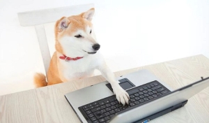 Kripto Köpek Kulübesinde Olabilir, Ancak Bu Meme Coin Değil!