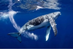 Listeye Dikkat: Binance Balinaları Bu 5 Altcoin’in Peşinde!