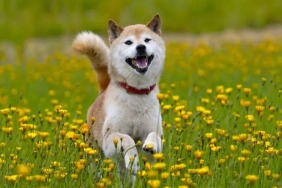 Shiba Inu Mucidinden ‘Boğa’ Kripto Para Tahmini!