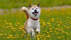 Shiba Inu Mucidinden ‘Boğa’ Kripto Para Tahmini!