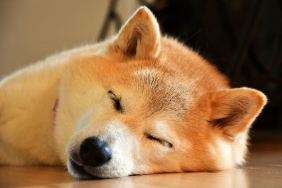 “Yeni Dogecoin” Denilen Bu Altcoin İnanılmaz Çöktü!