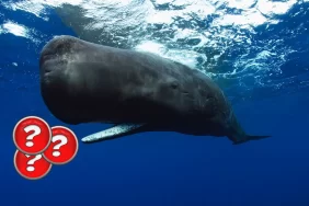 Dev Balinalar Kasım Ayından Bu Yana Cüzdanlarına Bu Altcoinden Ekleme Yapıyor!