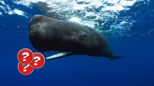 Dev Balinalar Kasım Ayından Bu Yana Cüzdanlarına Bu Altcoinden Ekleme Yapıyor!