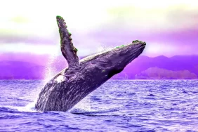 Gizemli Kripto Para Balinası, Bu Altcoinleri Fırlattı!