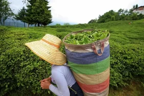 Milyar Dolarlık Yatırım Şirketi Bu Altcoinden Topluyor!