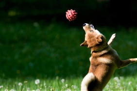 Ripple, SHIB, DOGE, FLOKI ve ADA: 5 Önemli Gelişme Var!