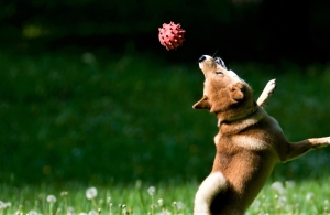 Ripple, SHIB, DOGE, FLOKI ve ADA: 5 Önemli Gelişme Var!