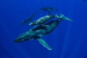 Sadece 8 Dakikada! Kripto Para Balinası Şok Etti! 3 Altcoine Dikkat!