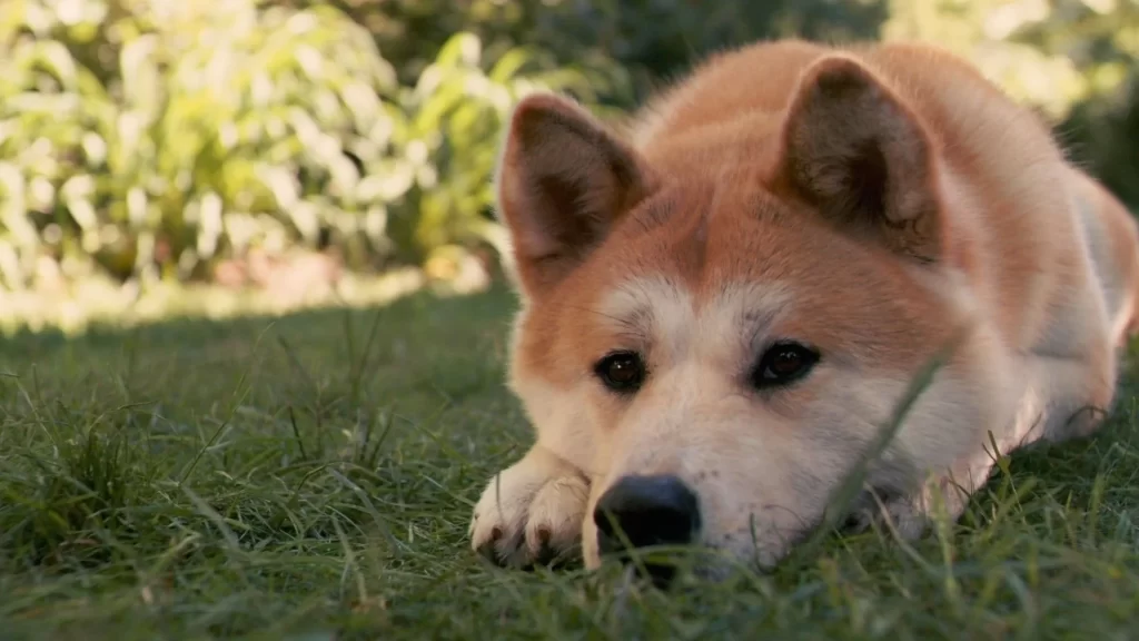 Trend Analizi: DOGE, SHIB ve Meme Coinler Öldü mü?