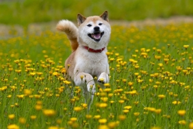 Anonim bir SHIB balinası, trilyonlarca token transfer etti