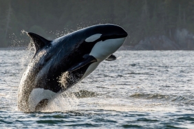 Kripto balinaları, yoğun bir şekilde Ether biriktiriyor