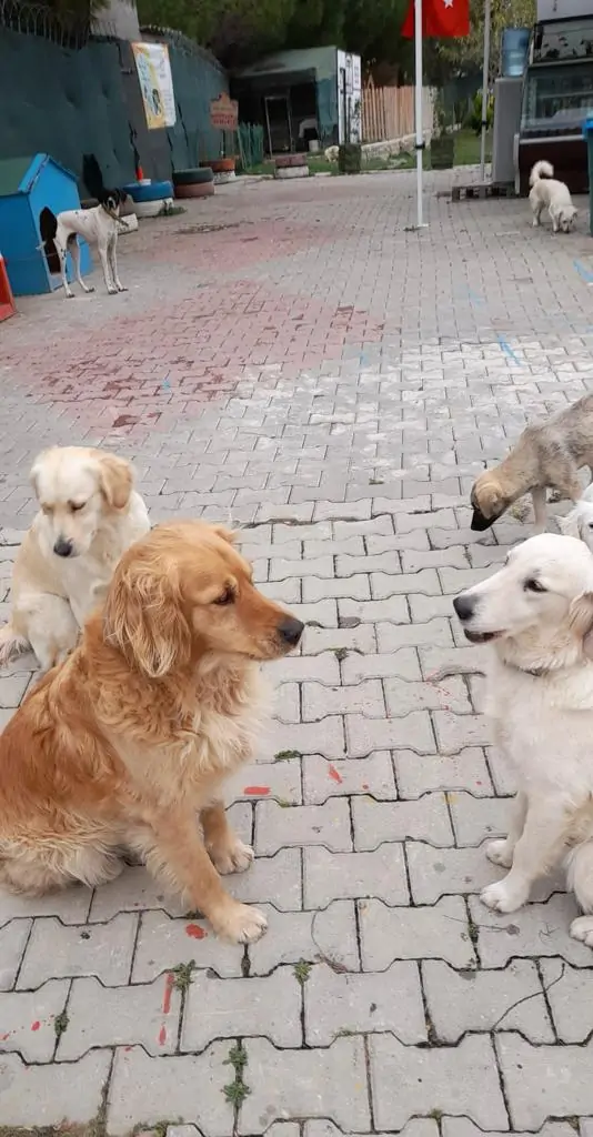 2024 Boğasının Yıldızı GPAWS Balinaların Takibinde!