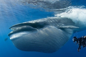 Dikkat: Tron Mucidi ve Dev Balina Binance’a USDT Coin Yığıyor!