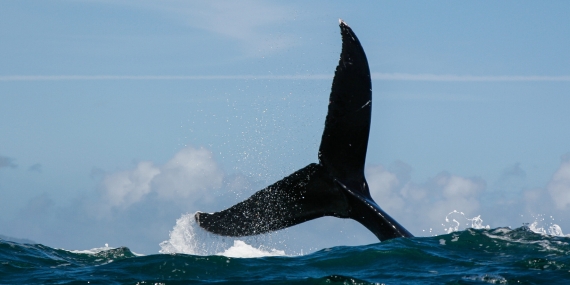 PENDLE ve Bu 7 Coin, Devlerin Odağında: ATH Yaptı!